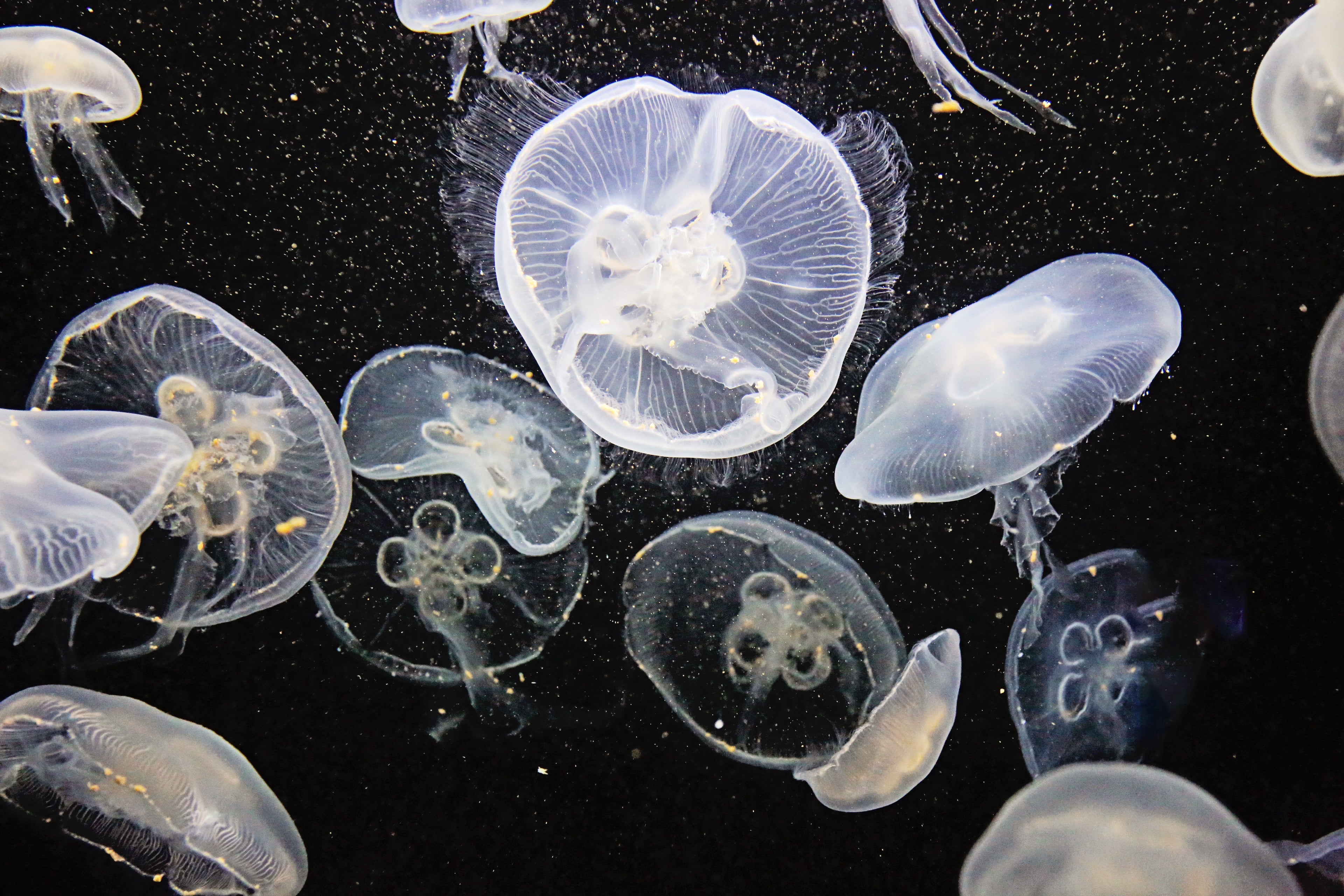 Photographic Art - Exclusive Fine Art Canvas Prints