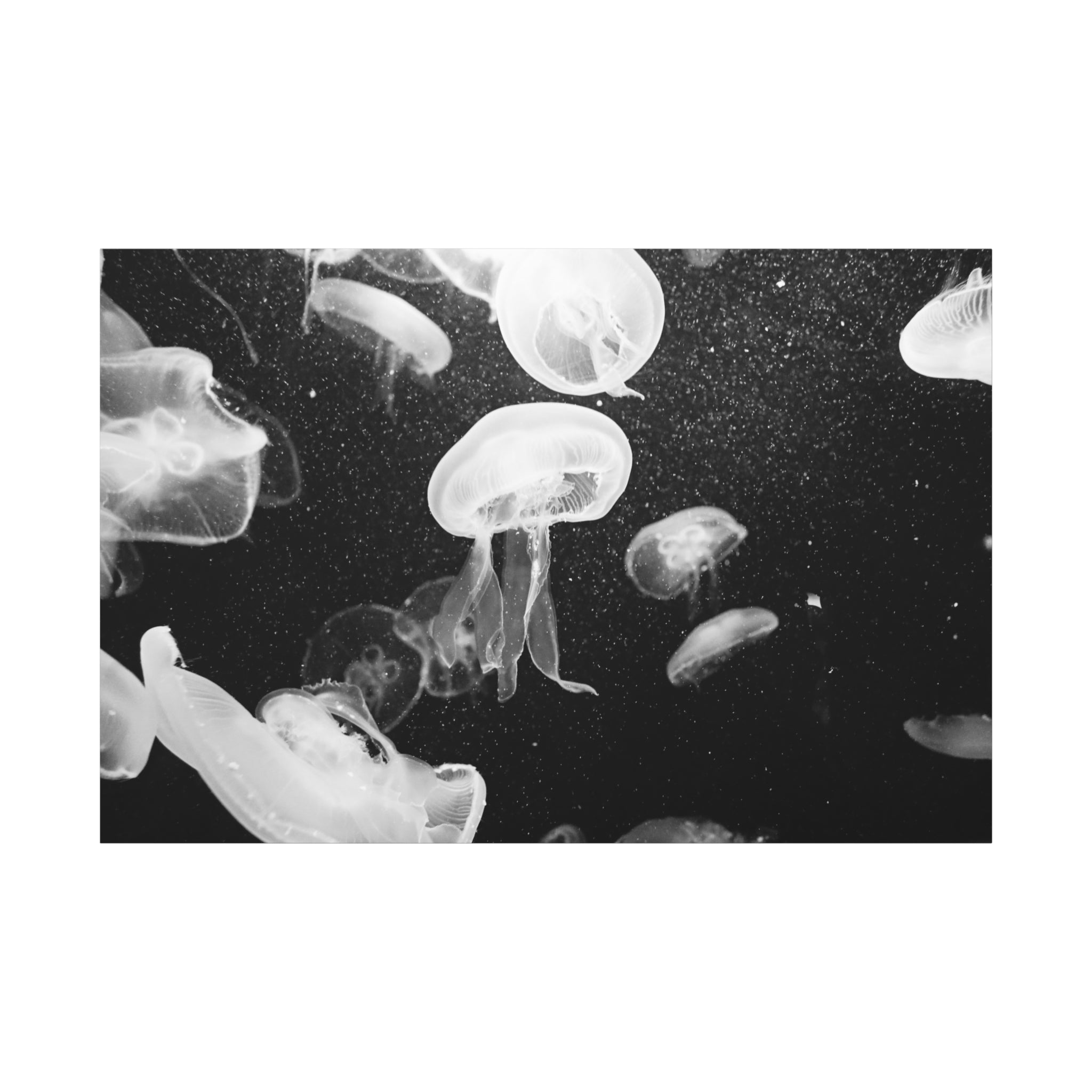 Jellyfish Canvas Print in Monochrome  — Black & White Ocean Wall Art