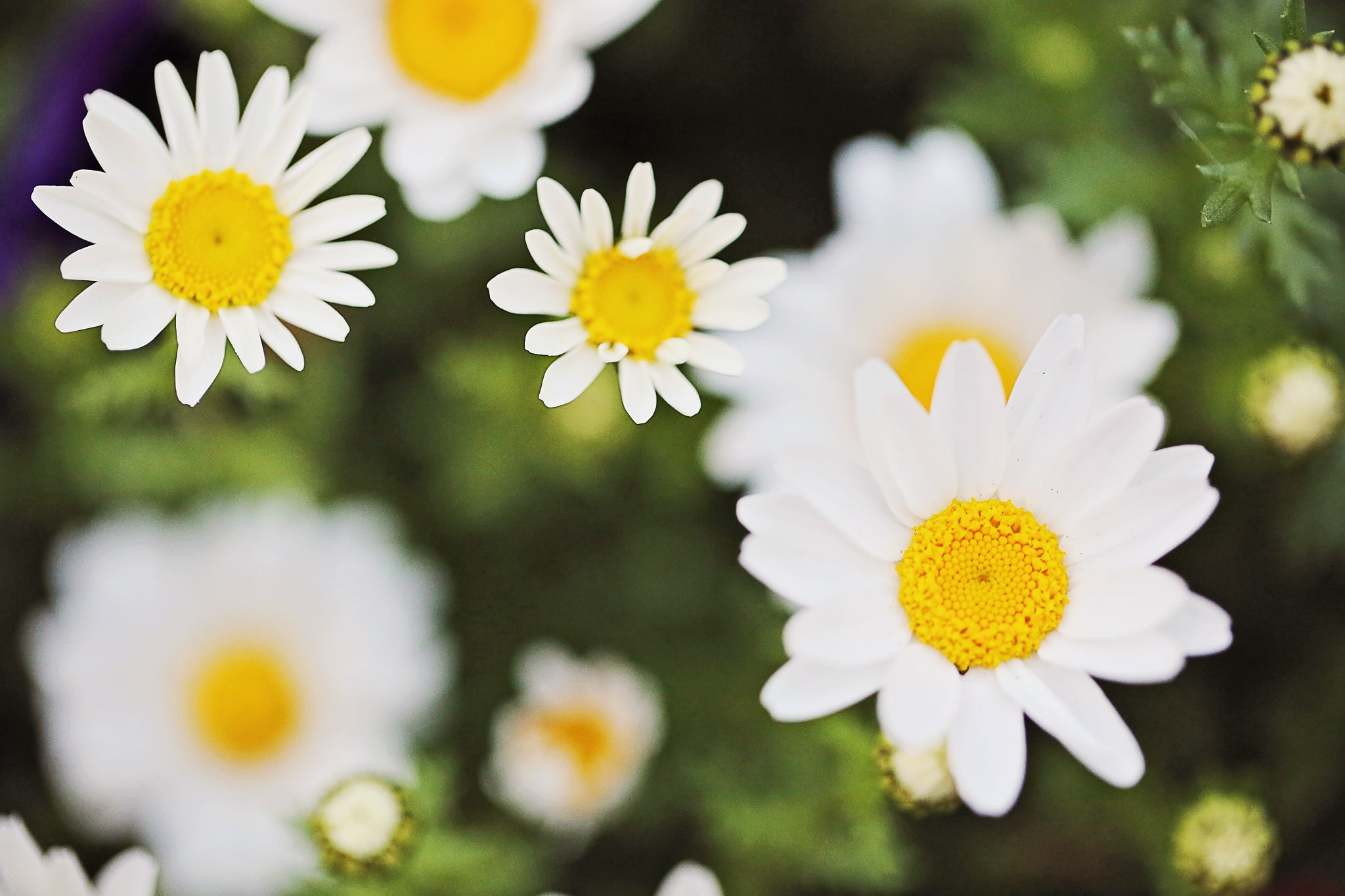 Digital Image resolution increase with Photo enhancement - High-Resolution Image Conversion + Photo Enhancement