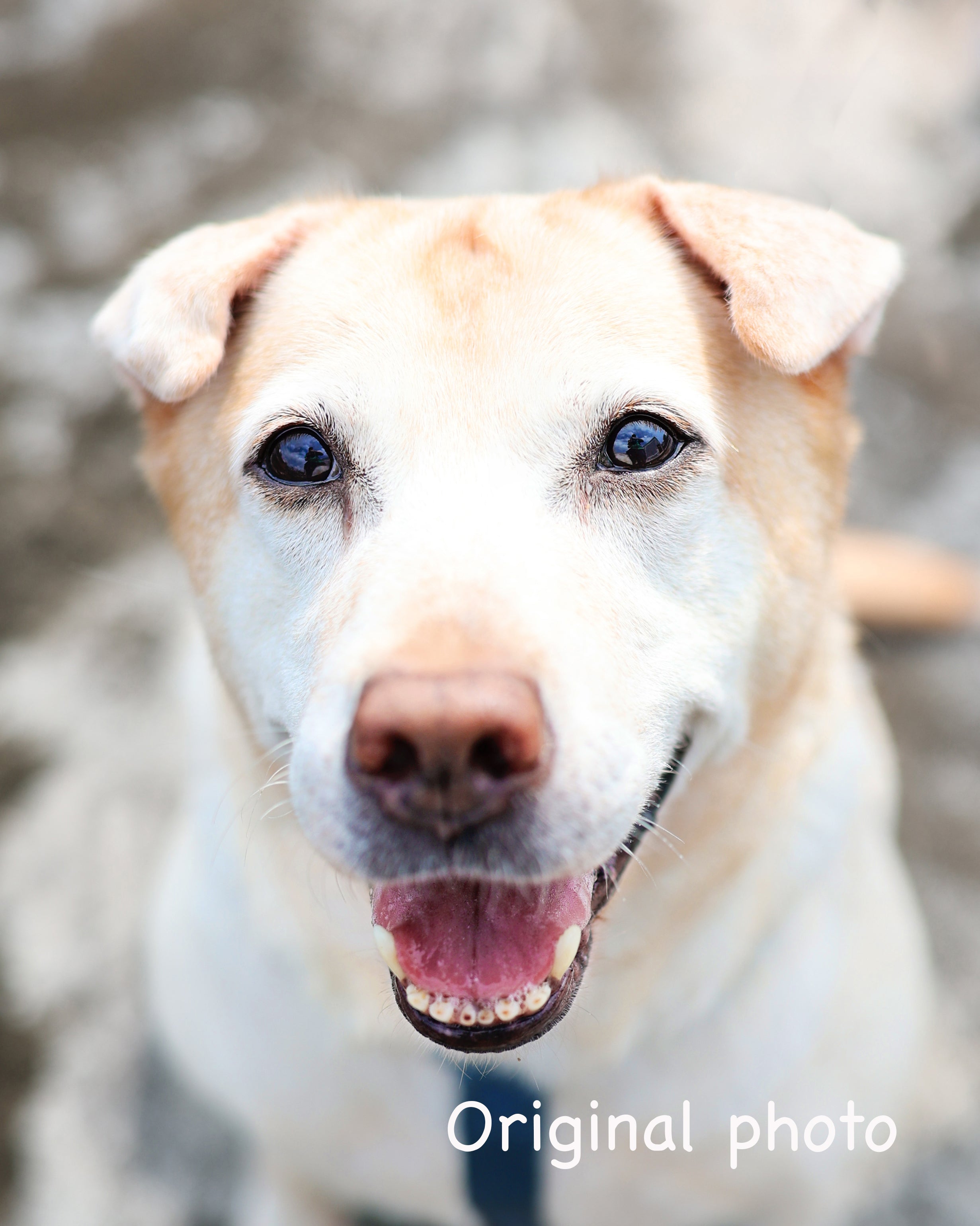 Turn Your Dog’s Photo Into a Beautiful Watercolour Portrait (Framed & Ready to Hang)