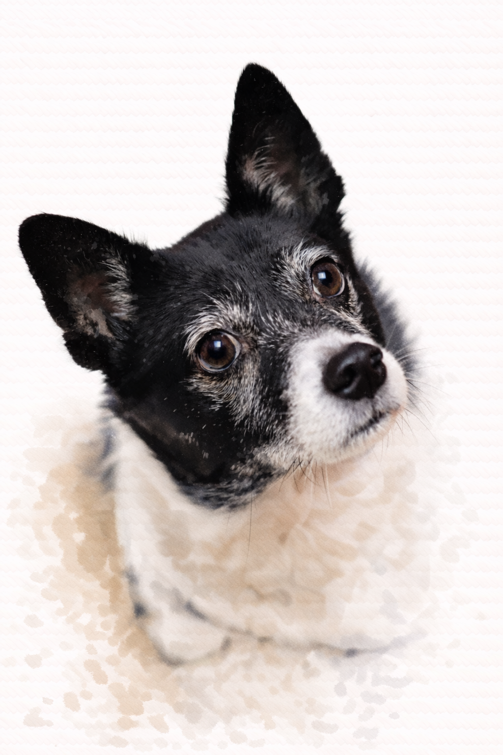 Turn Your Dog’s Photo Into Art — Enhanced in High Resolution